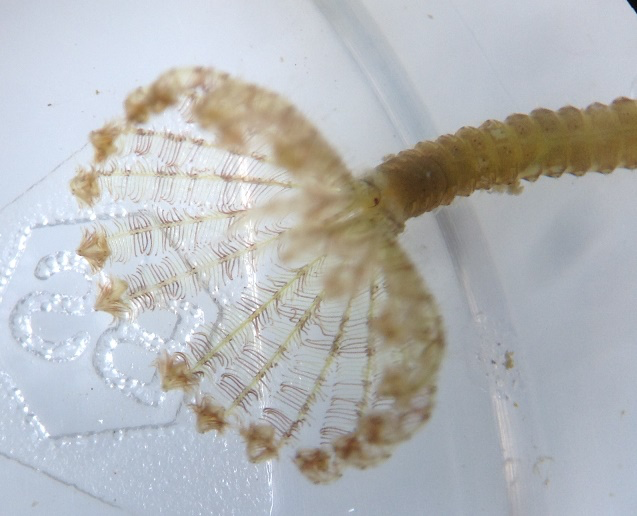 Fan worm